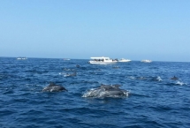 dolphin watching in oman